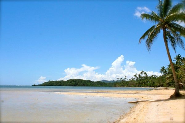 Palm trees alongside Devodara Beach near Savusavu