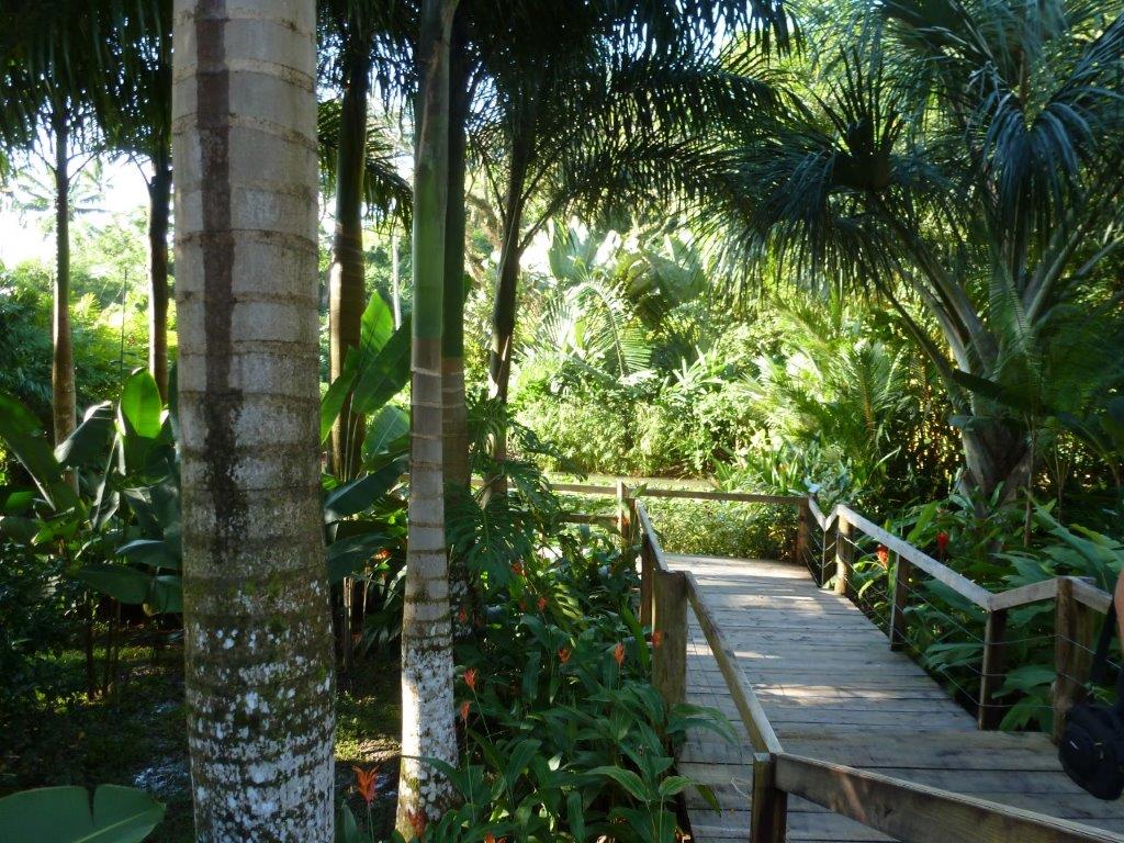 Botanical gardens boardwalk at the Flora Tropica Gardens in Savusavu