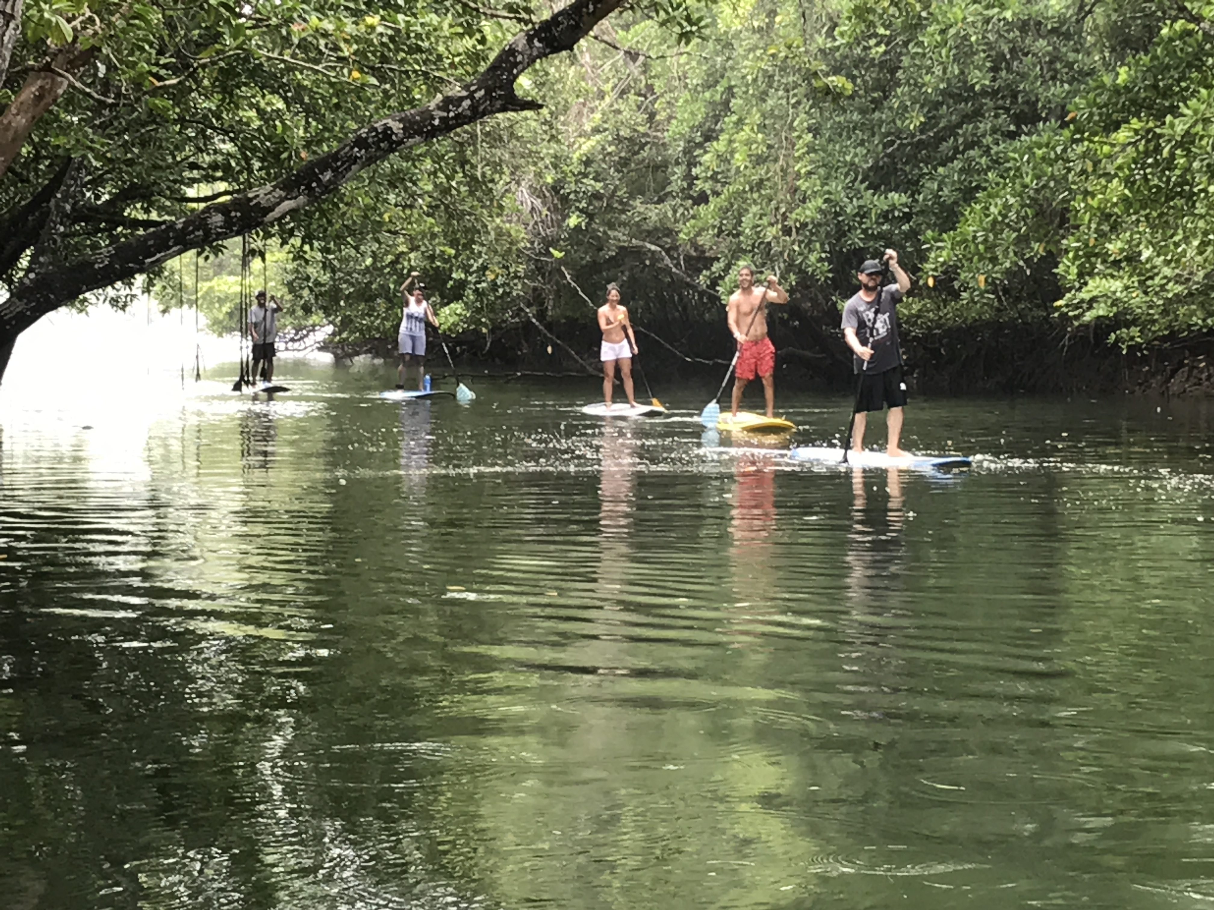 A small group of tourists paddle-board up Nakawaqa River in Savusavu, Fiji