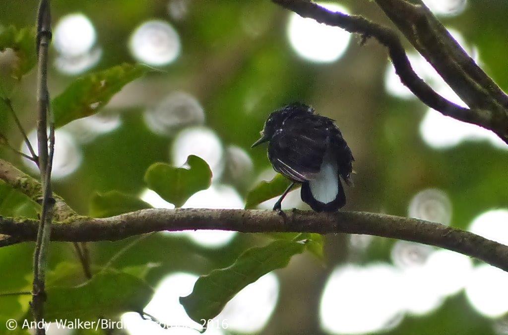 A native and rare Silktail spotted on a birdwatching tour in Savusavu