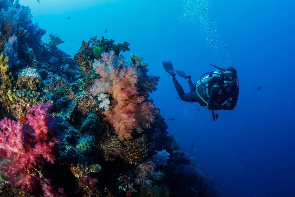 A diver swims amongst coral and fish.