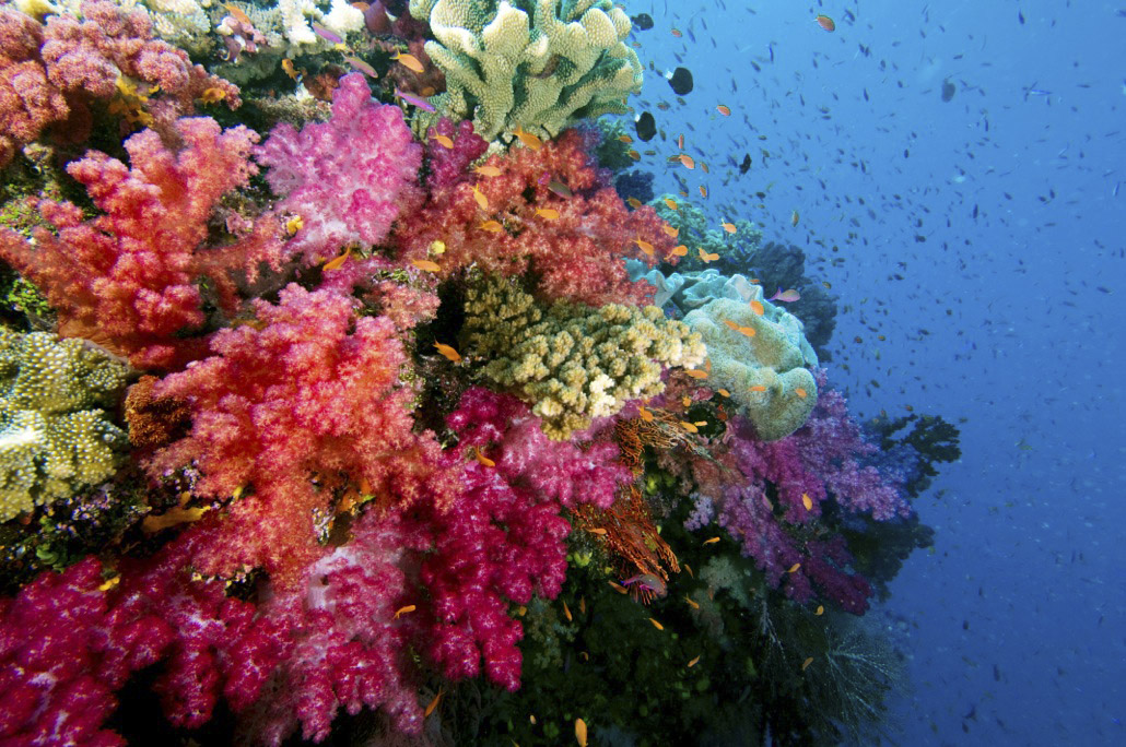 An assortment of Fish and Coral.