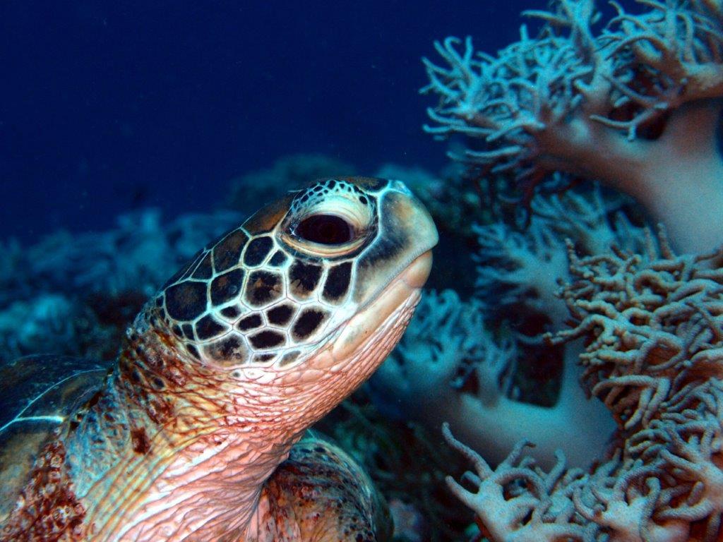 A turtle swims amongst coral.