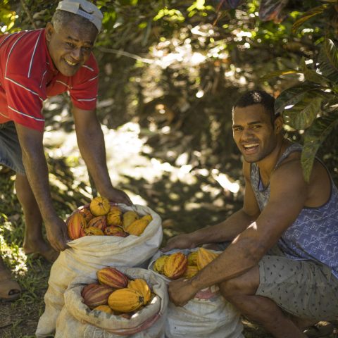 Locals harvesting chocolate pods near Savusavu, Fiji.
